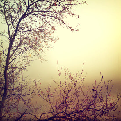 Square Canvas Misty Forest Photograph High Quality Print 100% Australian Made