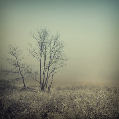 Square Canvas Misty Meadow Photograph High Quality Print 100% Australian Made