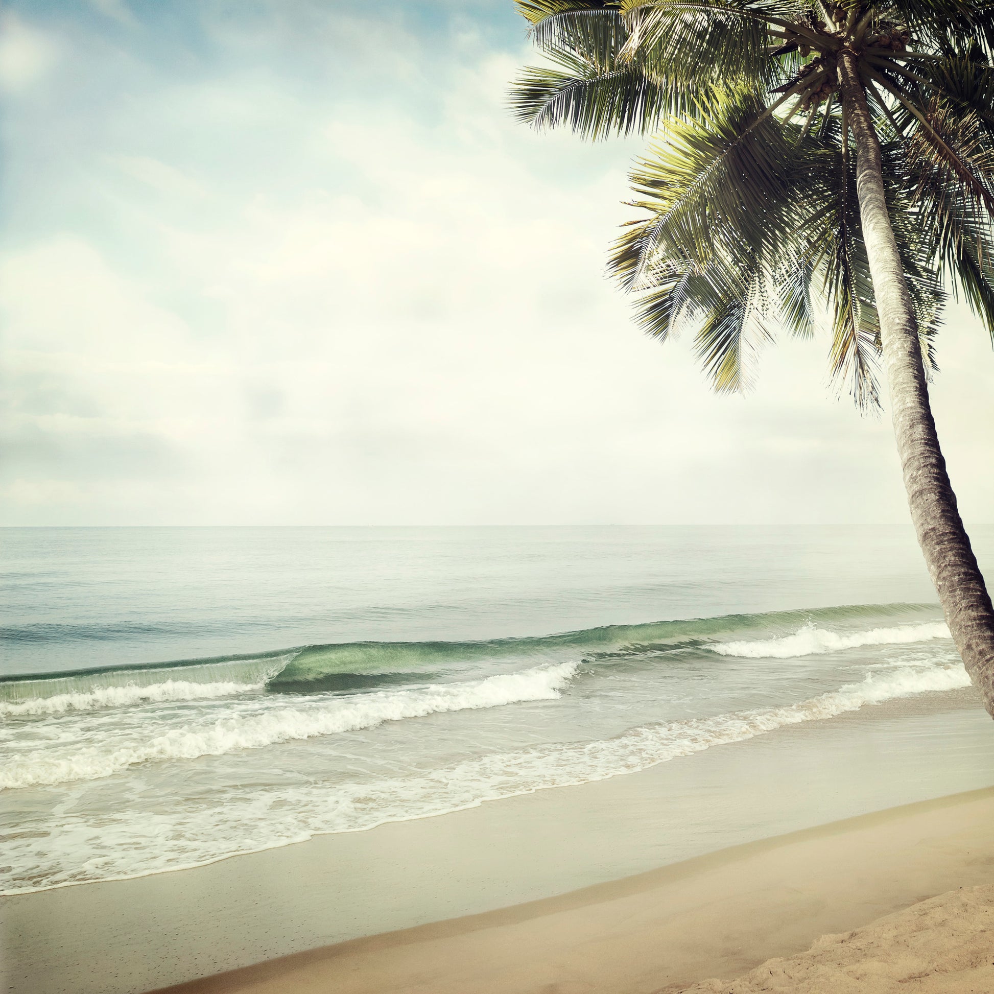 Square Canvas Sea & Palm Tree Photograph High Quality Print 100% Australian Made