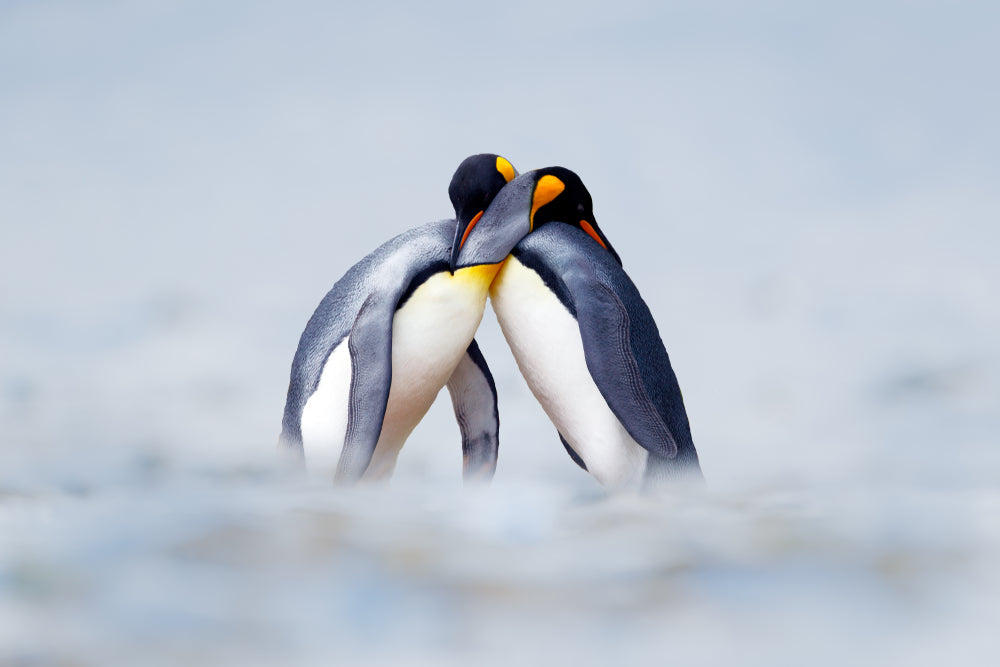 Penguin Couple in Snow Photograph Print 100% Australian Made