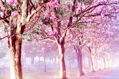 Blossom Flower Tree Park Photograph Home Decor Premium Quality Poster Print Choose Your Sizes