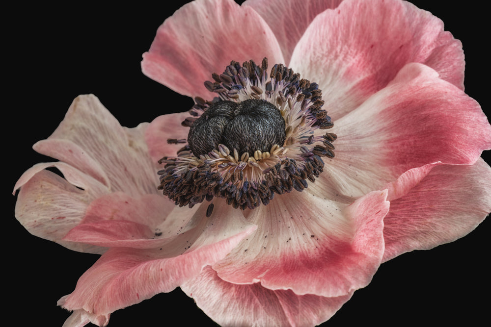 Pink Flower Macro Photograph Home Decor Premium Quality Poster Print Choose Your Sizes