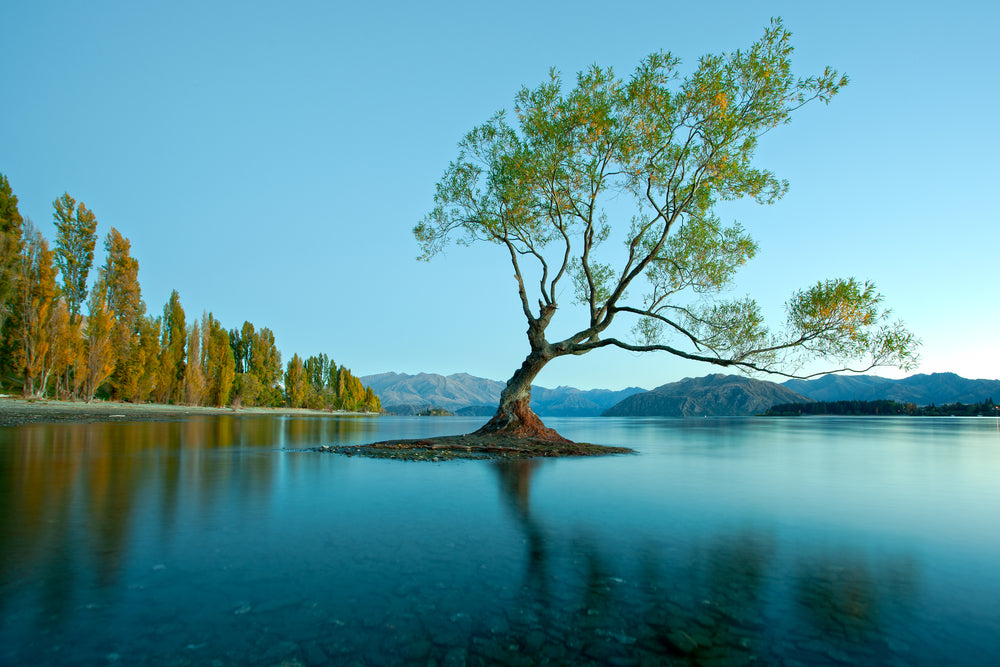 Forest & Tree in Lake Scenery Photograph Print 100% Australian Made