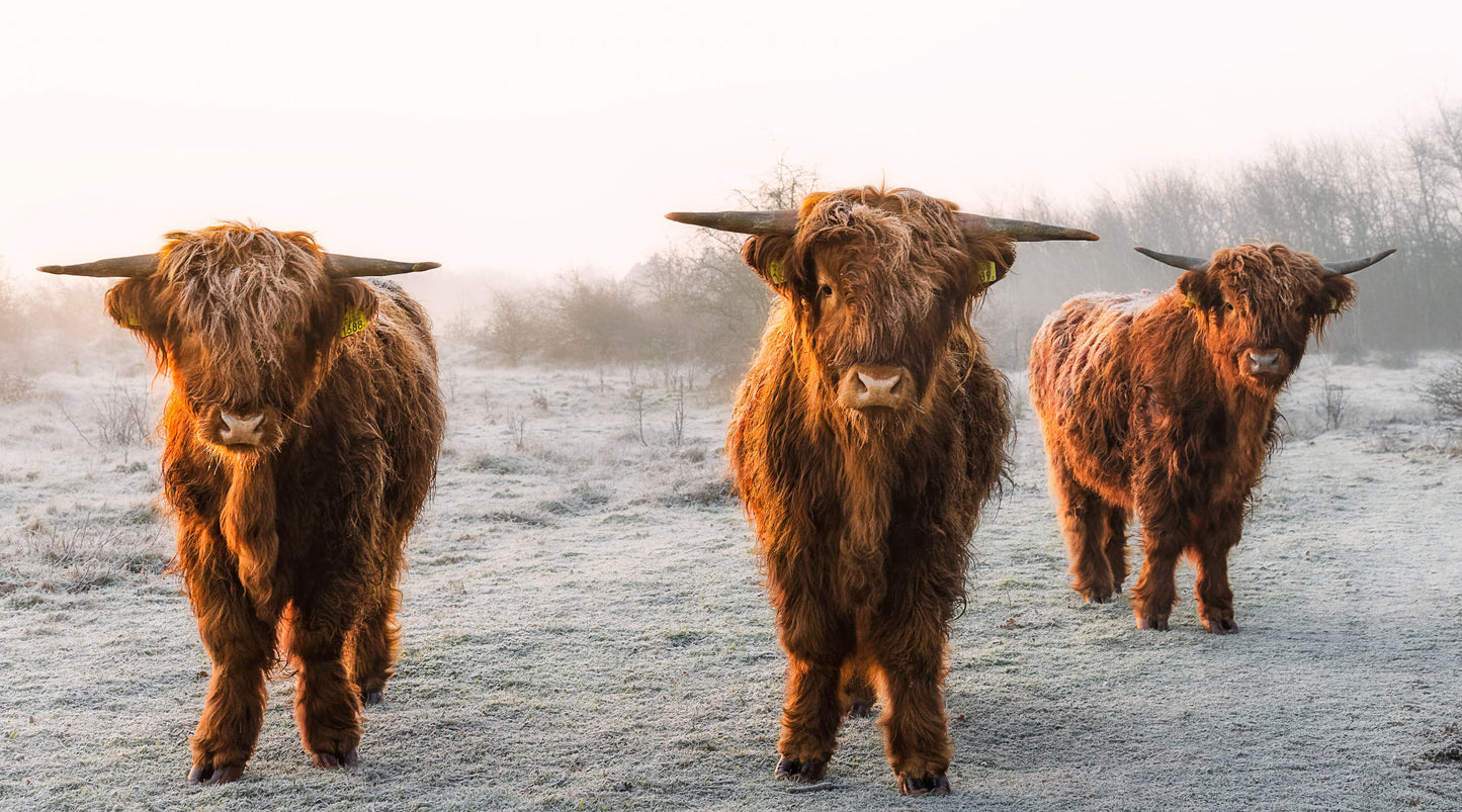 Brown Highland Cows Photograph Print 100% Australian Made