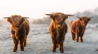 Highland Cow Herd Photograph Home Decor Premium Quality Poster Print Choose Your Sizes
