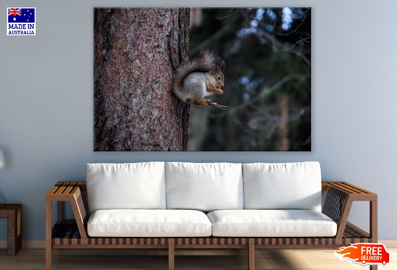 White Grey Squirrel on Tree Branch Photograph Print 100% Australian Made