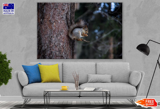 White Grey Squirrel on Tree Branch Photograph Print 100% Australian Made