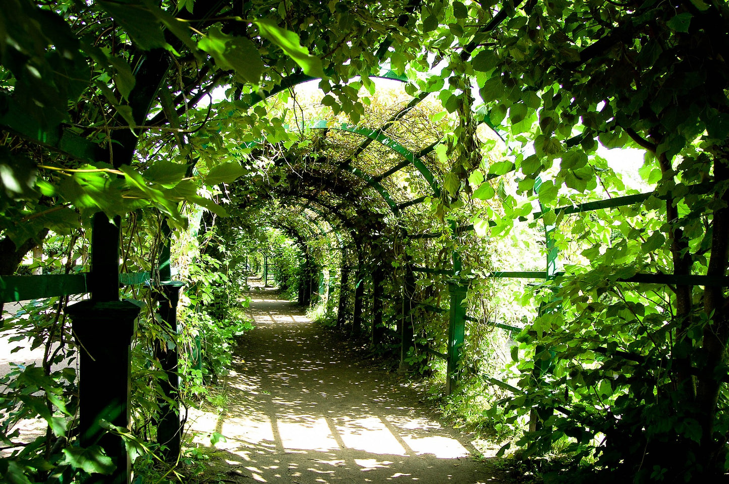 Garden Tunnel Covered with Plants Photograph Print 100% Australian Made