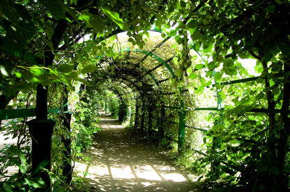 Garden Tunnel Covered with Plants Photograph Print 100% Australian Made