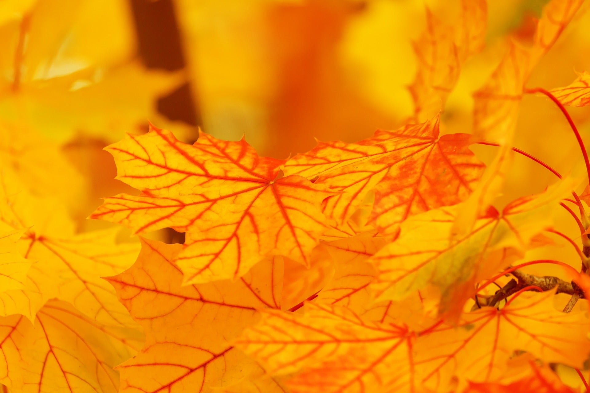 Autumn Leaves Closeup Photograph Home Decor Premium Quality Poster Print Choose Your Sizes