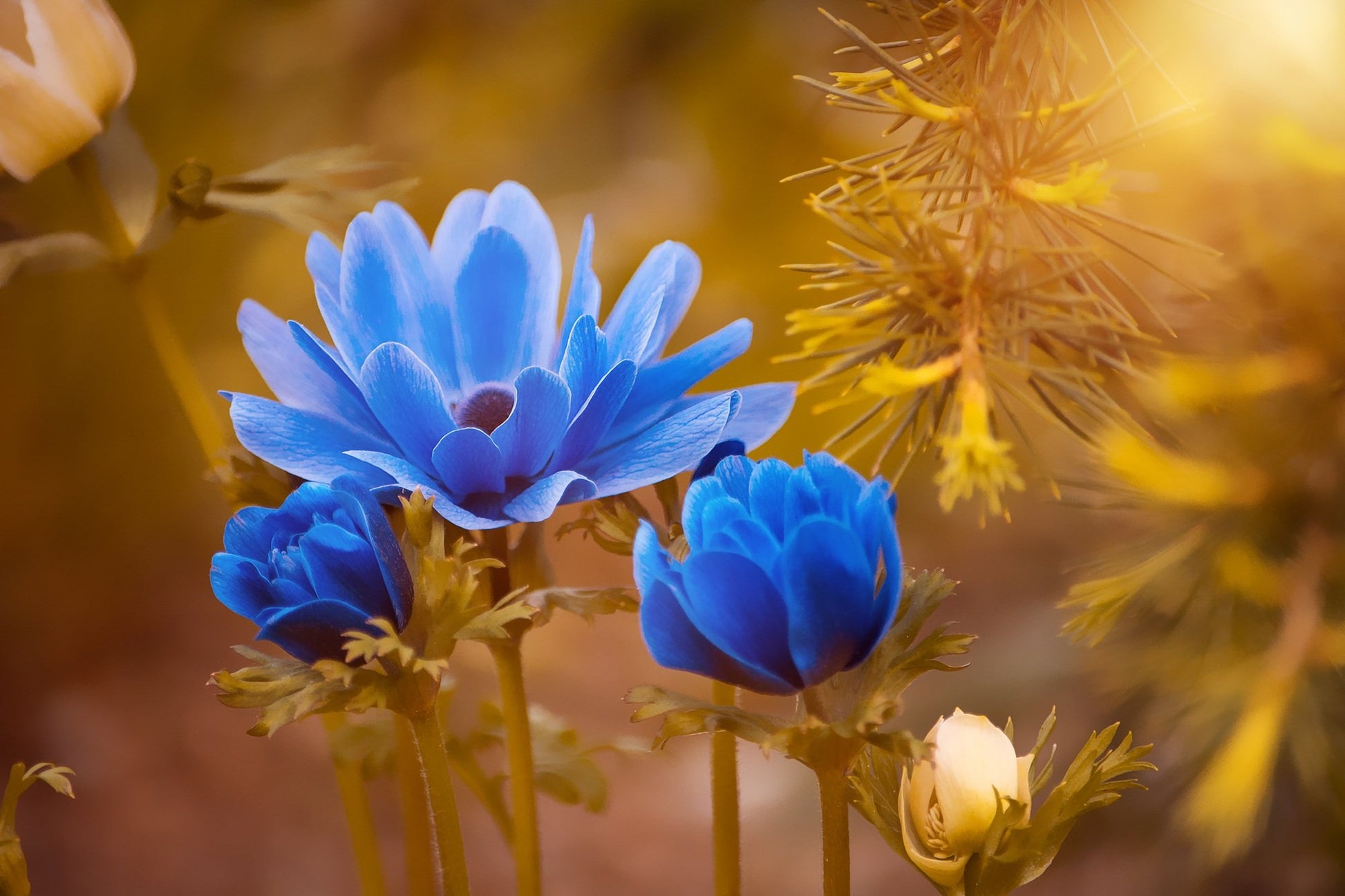 Blue Flowers Macro Photograph Print 100% Australian Made