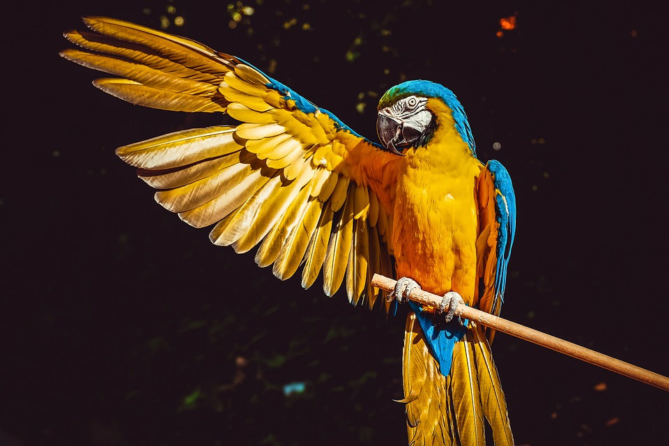 Parrot Showing Wing Photograph Print 100% Australian Made