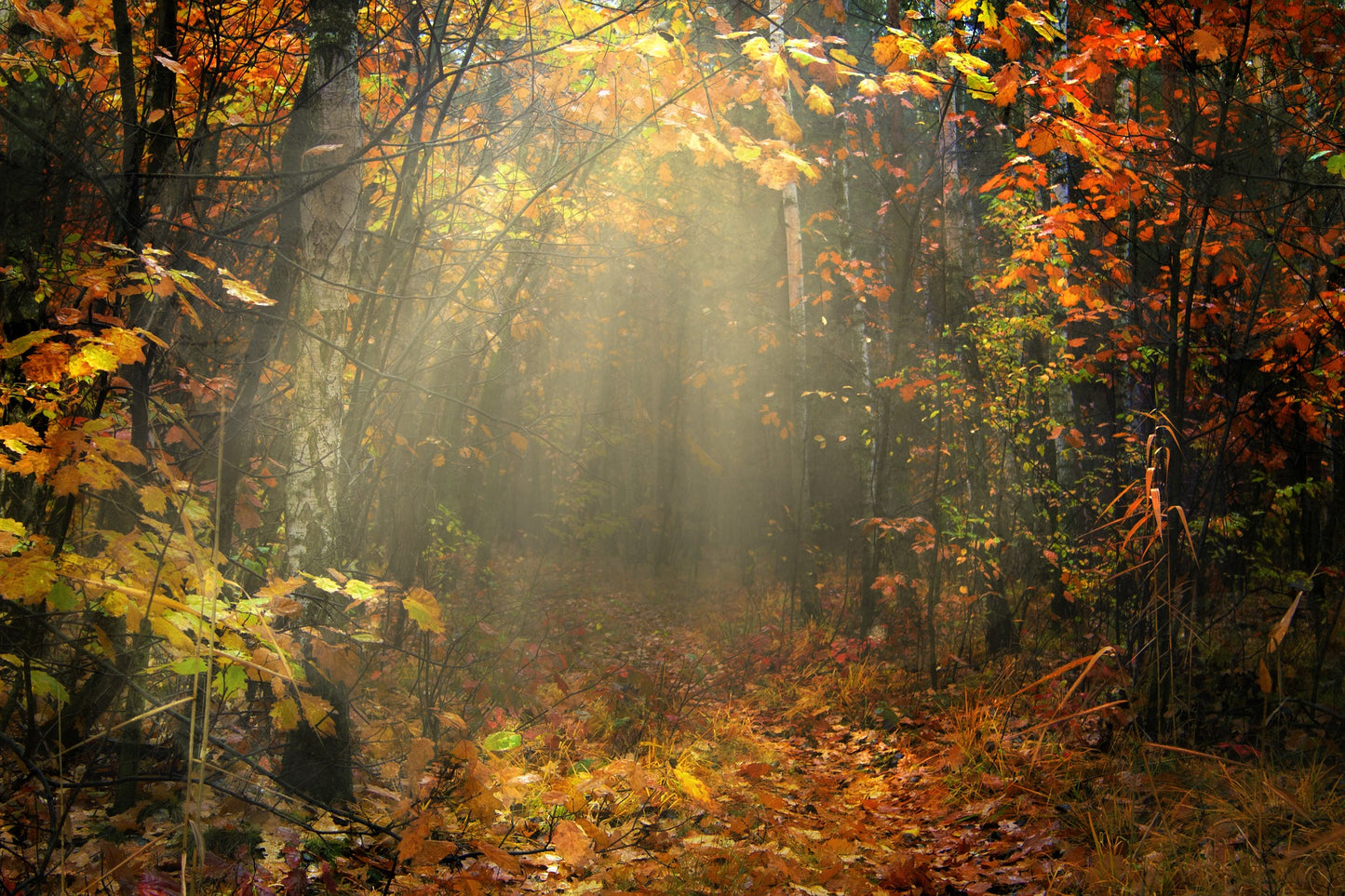 Autumn Forest Scenery Photograph Home Decor Premium Quality Poster Print Choose Your Sizes