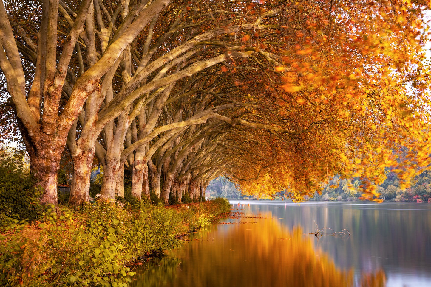 Autumn Trees & Leaves Near Lake Photograph Print 100% Australian Made