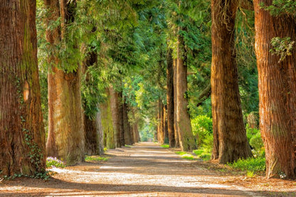 Trees Along a Road Photograph Print 100% Australian Made