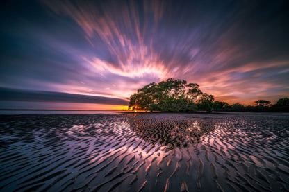 Tree on the Wet Ground at Sunset Photograph Print 100% Australian Made