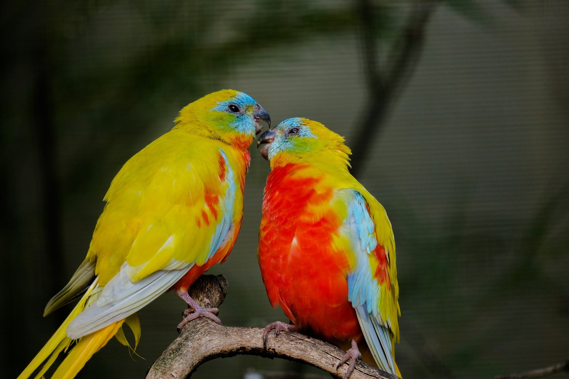 Love Birds Photograph Print 100% Australian Made