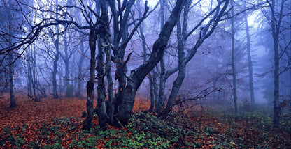 Autumn Forest Scenery Photograph Home Decor Premium Quality Poster Print Choose Your Sizes