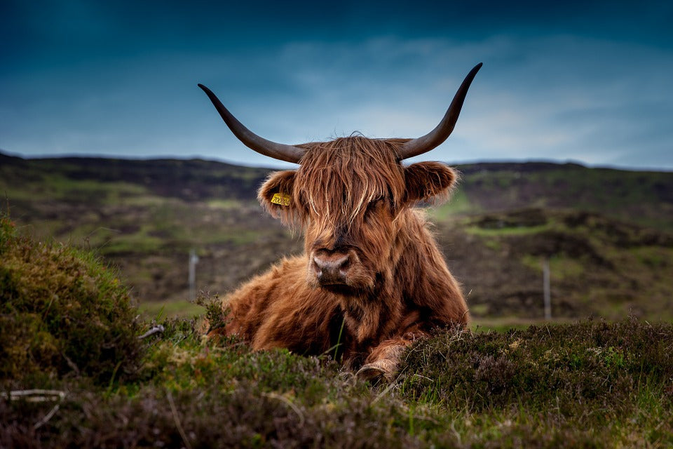 Brown Highland Cow Laying on Grass Print 100% Australian Made