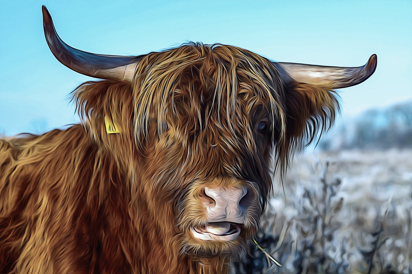 Brown Highland Cow Portrait Print 100% Australian Made