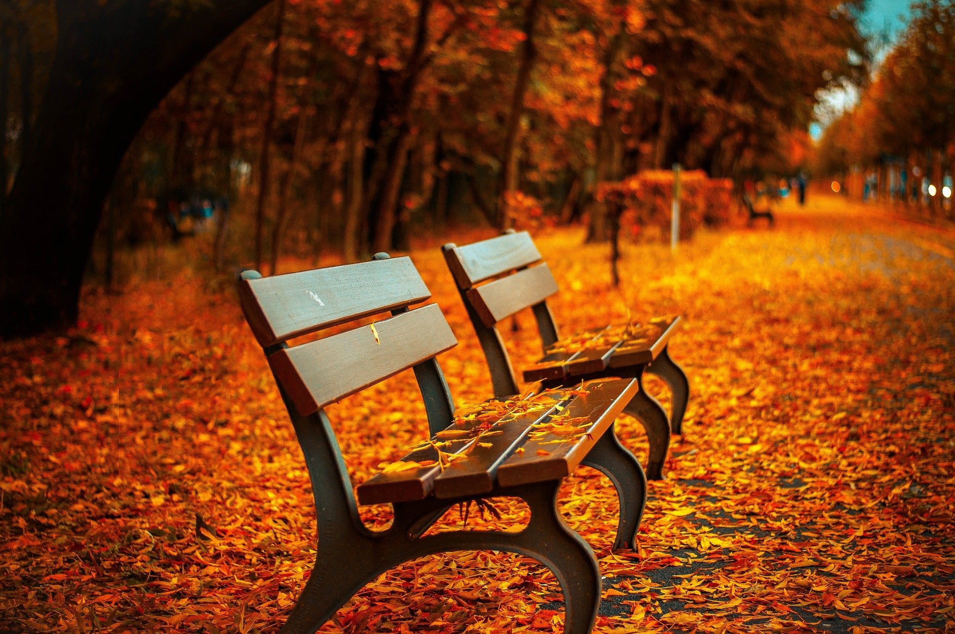 Autumn Leaves on ground & Bench with treesBackground Print 100% Australian Made