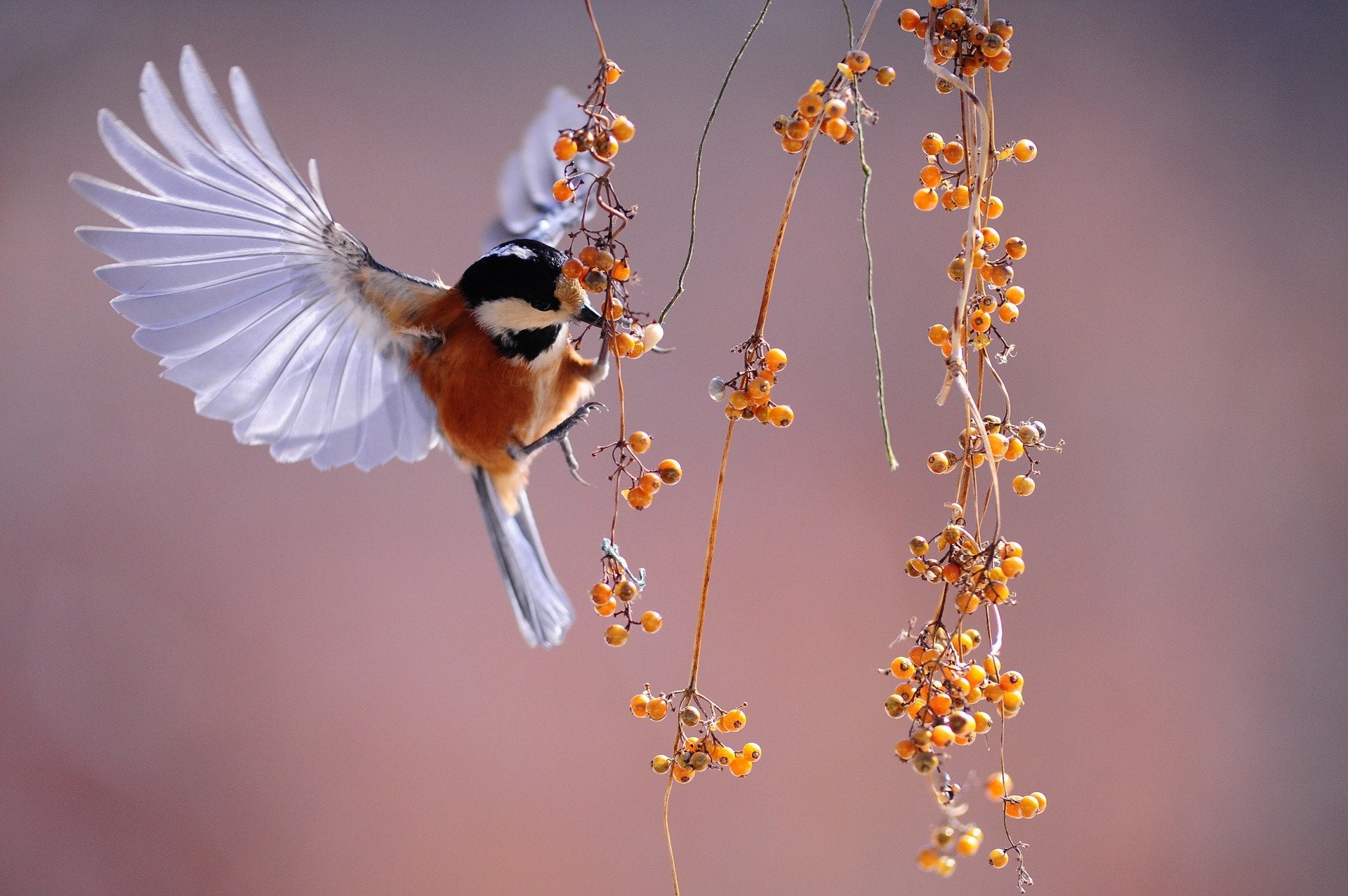 Flying Bird Photograph Print 100% Australian Made