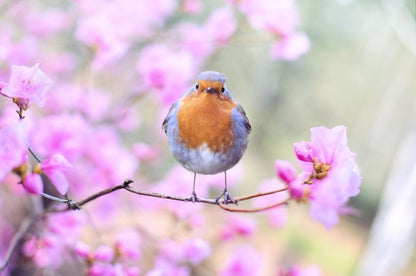 Beautiful Bird on a Flower Tree Photograph Print 100% Australian Made