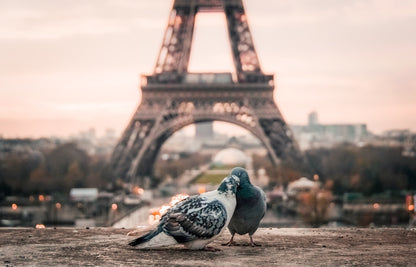 Pigeons Near Eiffel Tower View Print 100% Australian Made