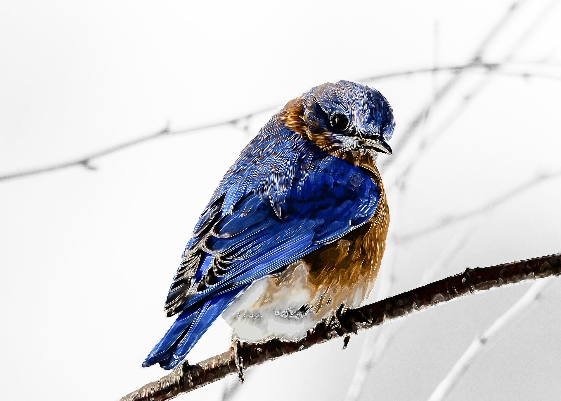 Blue Bird on a Branch Snow Photograph Print 100% Australian Made