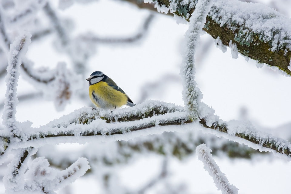 Bird on Frozen Tree Photograph Print 100% Australian Made