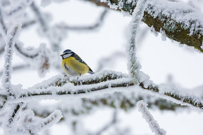 Bird on Frozen Tree Photograph Print 100% Australian Made