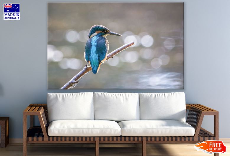 Kingfisher Bird on a Tree Photograph Print 100% Australian Made