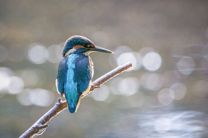 Kingfisher Bird on a Tree Photograph Print 100% Australian Made