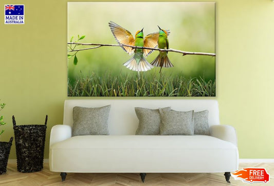 Humming Bird Pair Photograph Print 100% Australian Made