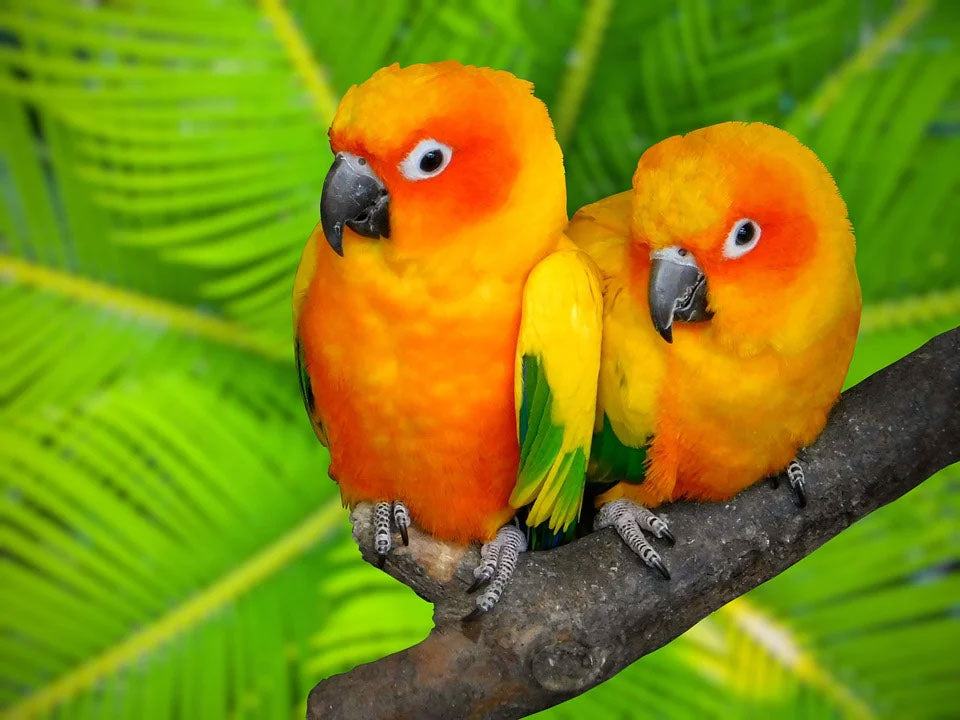 Colorful Parrots Photograph Print 100% Australian Made