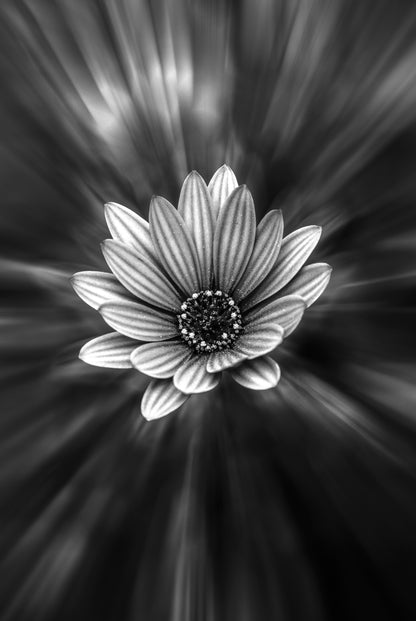 Flower Closeup B&W Photograph Home Decor Premium Quality Poster Print Choose Your Sizes