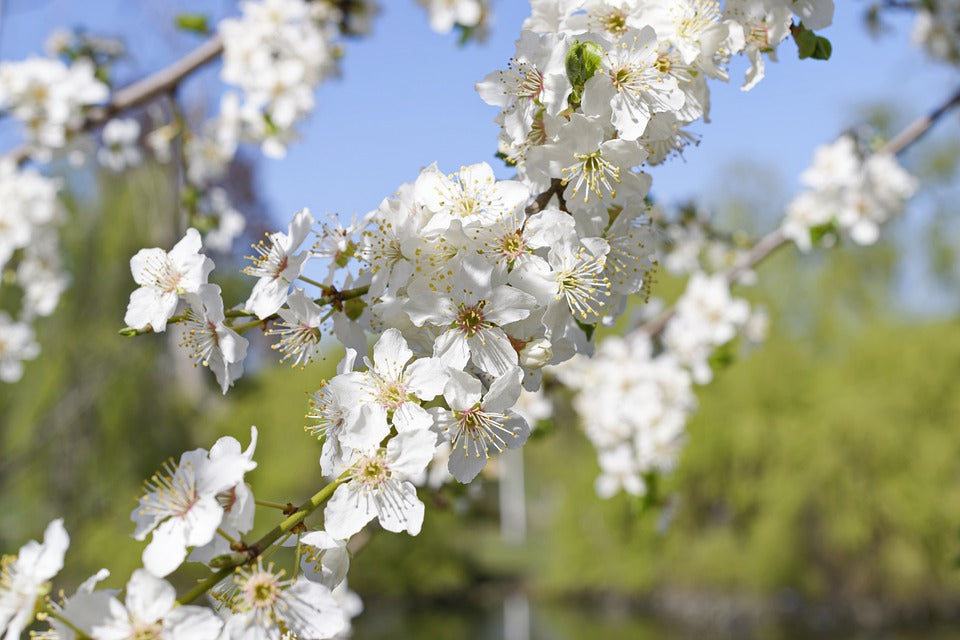 White Blossom Flower Tree Photograph Print 100% Australian Made