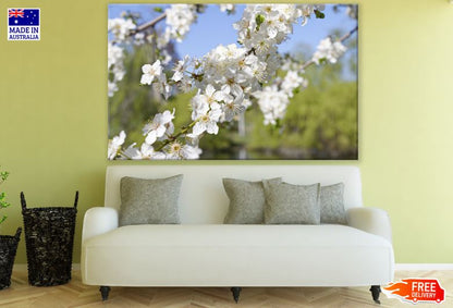 White Blossom Flower Tree Photograph Print 100% Australian Made