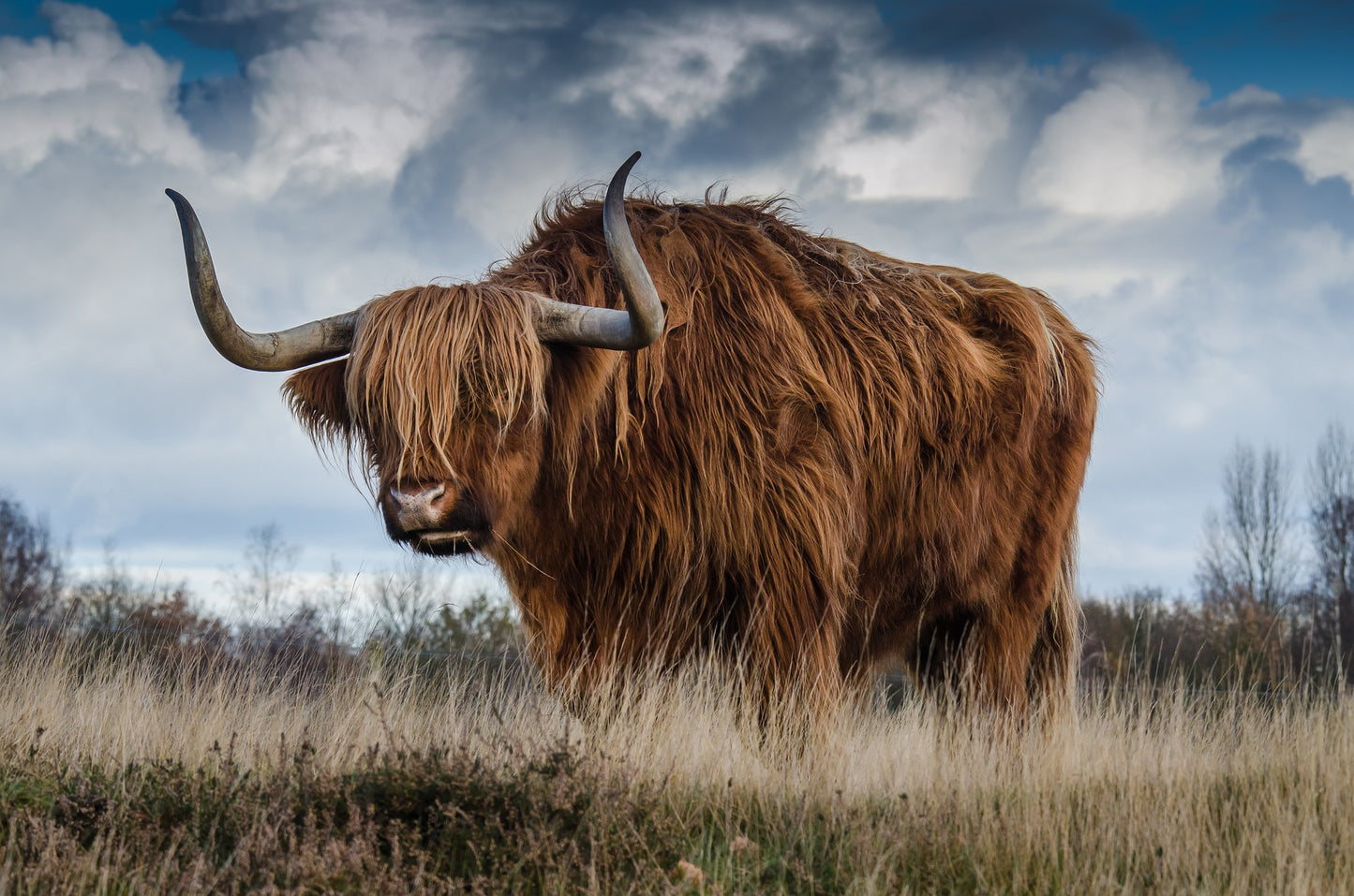 Brown Highland Cow Standing Photograph Painting Print 100% Australian Made