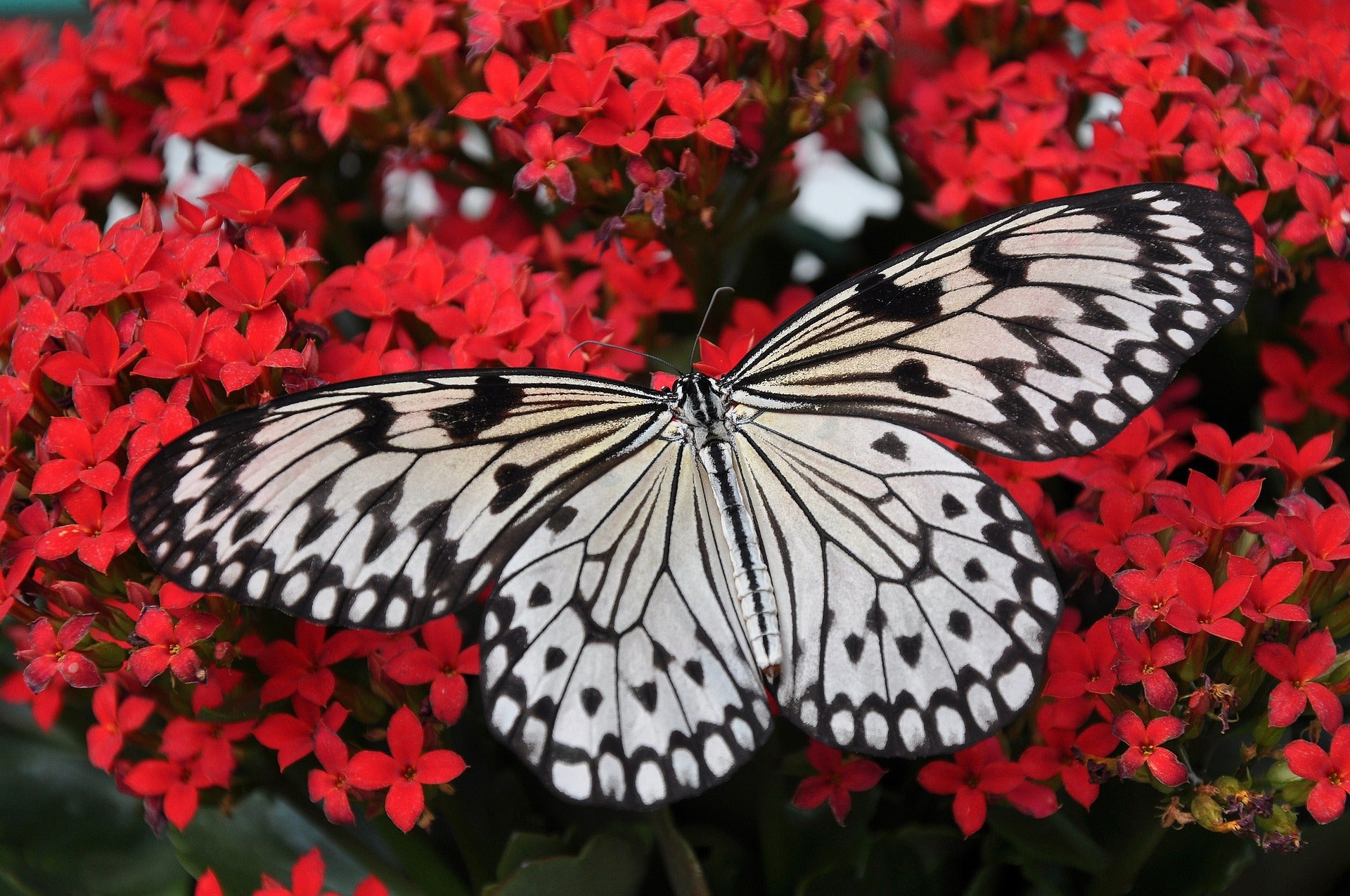 B&W Butterfly on Red Flower Field Photograph Print 100% Australian Made