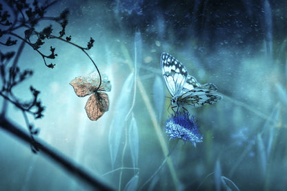 Butterfly & Flower Photograph Print 100% Australian Made
