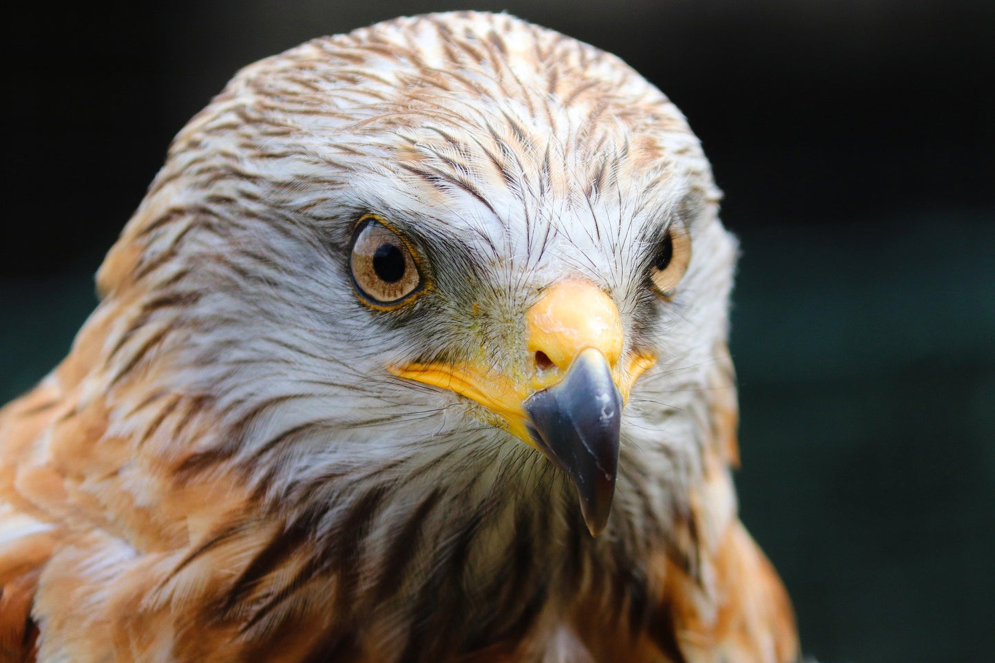 Eagle Face Portrait Photograph Print 100% Australian Made