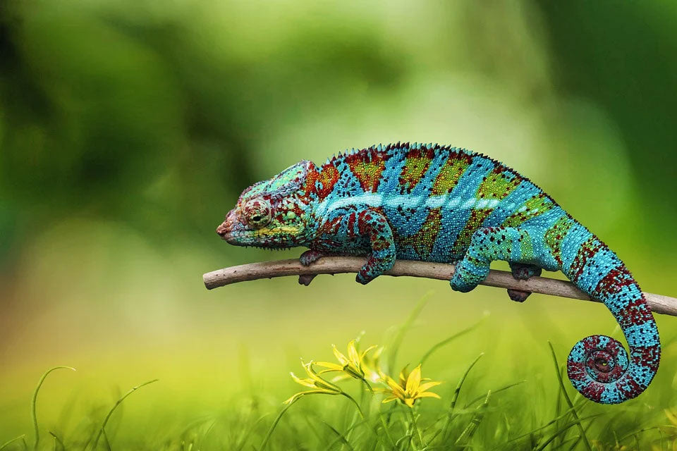 Colorful Chameleon Closeup Photograph Print 100% Australian Made