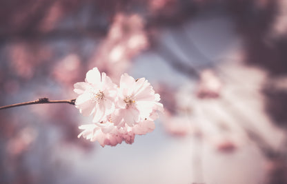 Blossom Flower Macro Photograph Print 100% Australian Made
