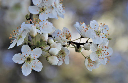 White Blossom Flower Tree Photograph Print 100% Australian Made