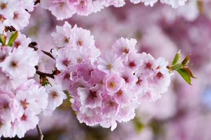 Blossom Flowers Closeup View Home Decor Premium Quality Poster Print Choose Your Sizes