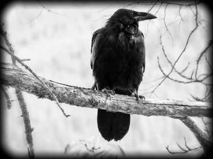 Crow (Raven Bird) on a Branch B&W Photograph Print 100% Australian Made