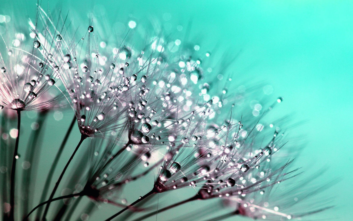 Water Drops on Flower Closeup Photograph Print 100% Australian Made