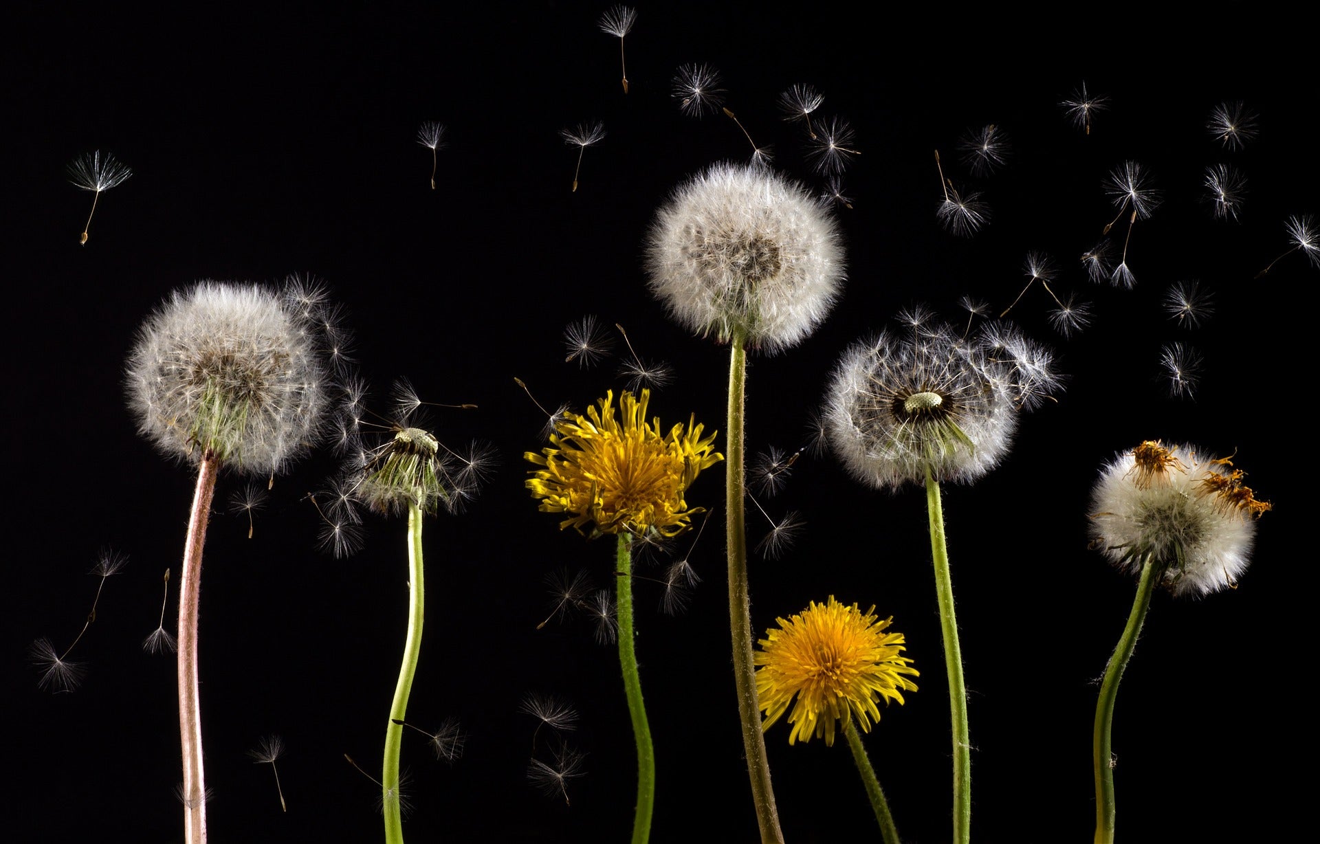 Dandelion Flowers & Flying Seeds Photograph Print 100% Australian Made