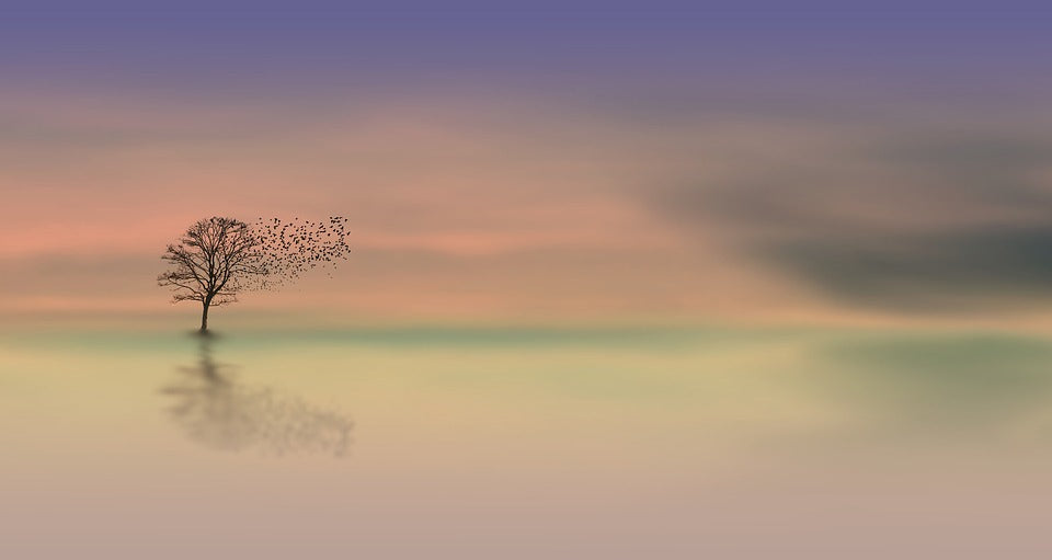 Tree in Misty Lake Scenery Photograph Print 100% Australian Made